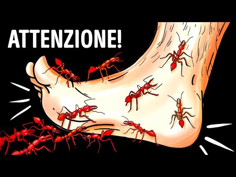 14 Insetti Pericolosi Che Strisciano Sotto I Tuoi Piedi