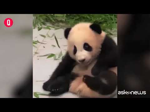 Le irresistibili immagini del panda Fu Bao col suo custode