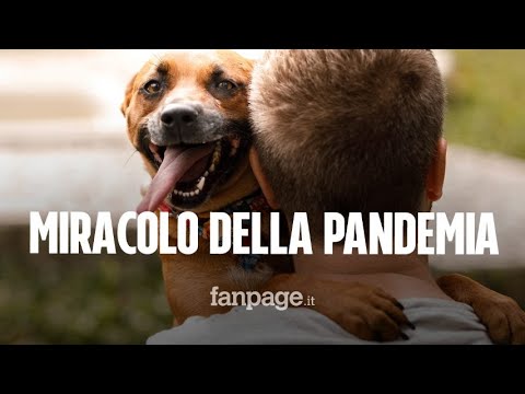 Boom adozioni di animali nell’anno del lockdown: “Il piccolo miracolo della pandemia”