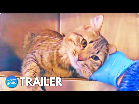 SOS GATTO (2021) Trailer ITA del documentario di Fruchtman e Lawrence