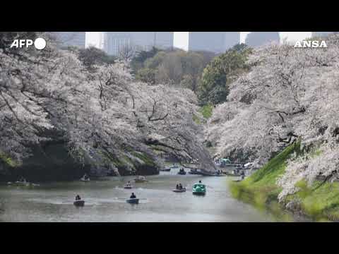 Giappone, la fioritura dei ciliegi colora Tokyo