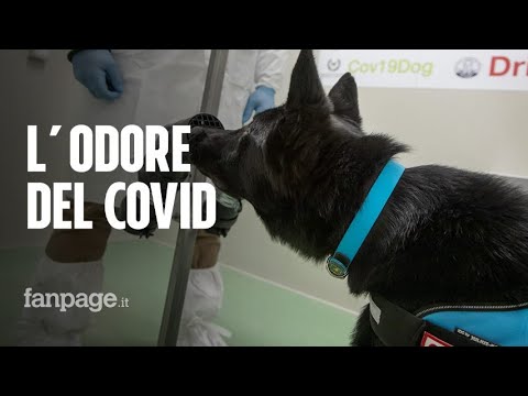 Il cane può riconoscere il Covid-19 attraverso l’odore: parte il primo studio al Campus Biomedico