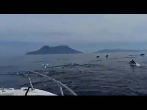 Spettacolo alle Eolie: lo show di un branco di delfini alle Filicudi