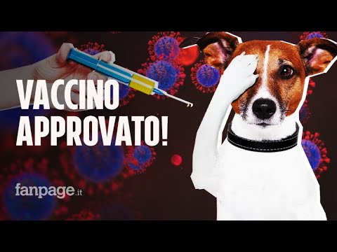 Approvato il primo vaccino anti COVID per gli animali: come funziona e quando sarà disponibile