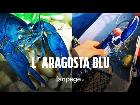 Il bel gesto di un pescatore: trova una rarissima aragosta blu e decide di rimetterla in mare