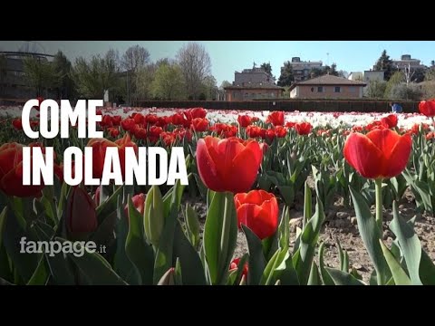 Bologna, apre il Tulipark: 250mila tulipani colorano la città