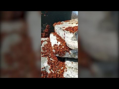 Migliaia di coccinelle invadono un monte in Molise: è il «risveglio rosso»