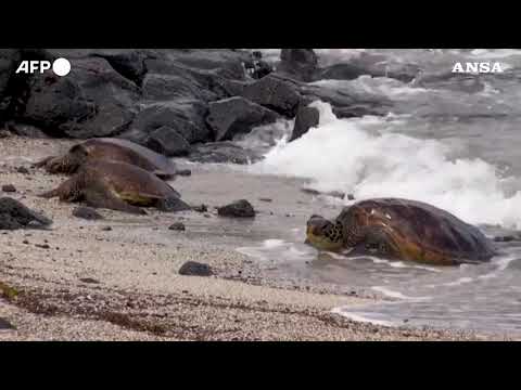 Isole Galapagos: cosi’ gli scienziati monitorano le tartarughe e gli squali