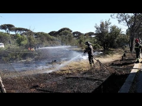 Ostia, divampa incendio nella pineta di Castel Fusano