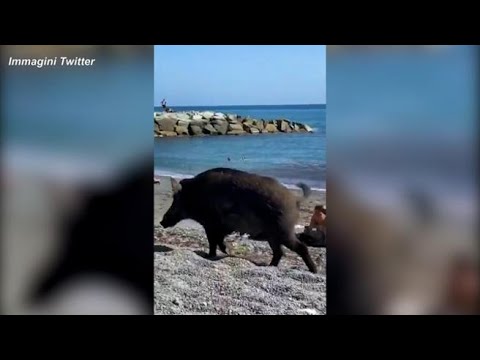 Liguria, in spiaggia tra i bagnanti di Vernazzola arriva anche un cinghiale