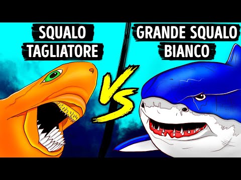 Un Piccolo Squalo dal Grande Morso che Persino lo Squalo Bianco Teme