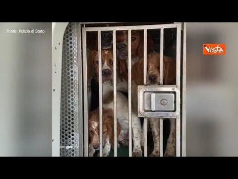 Trentasei cuccioli stipati in un furgone salvati dalla polizia