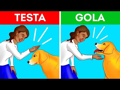 Come Interagire Con Un Cane Nel Modo Più Giusto E Sicuro