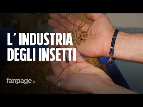 Via agli allevamenti di insetti in Veneto: “Sono buoni e nutrienti, anche per fare i biscotti”