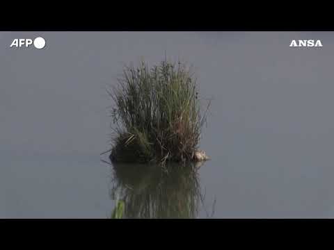 Ambiente, la siccita’ sta mettendo a rischio la fauna della laguna di Citta’ del Messico