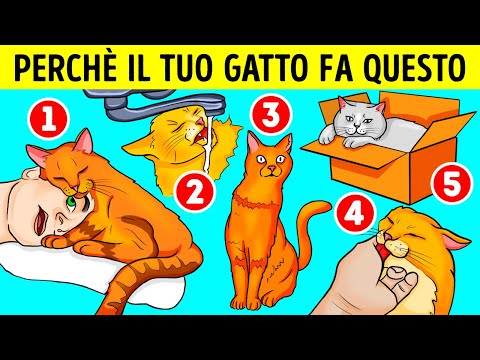 Ecco Perché i Gatti Amano i Lavandini e le Scatole