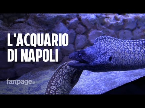 Restaurato e rinnovato: riapre l’acquario di Napoli, luogo centrale per la ricerca e per la città