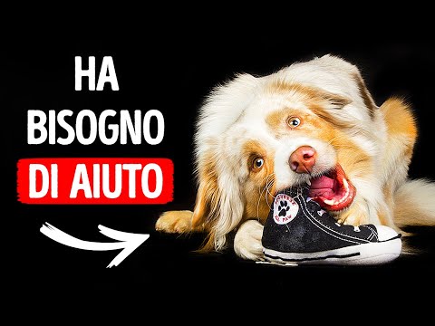 11 Segnali Che Indicano Che Il Tuo Cane È Stressato