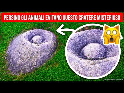 Oggetti Misteriosi nelle Foreste che Persino gli Animali Evitano