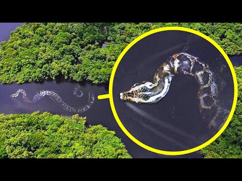 Il Serpente Più Pesante Al Mondo E 17 Mostri Dell’Amazzonia