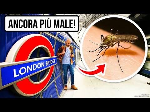 La Zanzara Mutante Di Londra Potrebbe Arrivare Anche Da Te