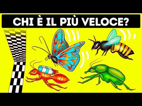 Chi Vincerebbe Il Titolo Di Insetto Più Veloce Al Mondo