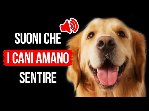 Perché I Cani Sono Più Attratti Da Alcuni Suoni E Meno Da Altri