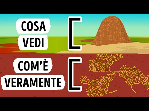 Cosa Vedresti se Potessi Entrare in un Formicaio