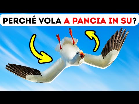 A Volte Le Oche Volano a Pancia in Su e la Scienza Ha Qualche Teoria al Riguardo