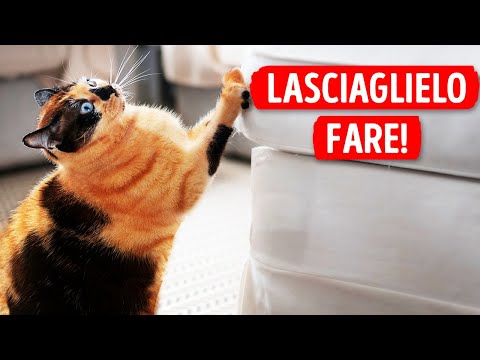 Come Funzionano gli Artigli dei Gatti?