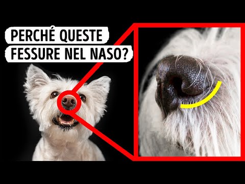 16 Curiosità Che Dimostrano Che Il Tuo Cane Ha Dei Superpoteri