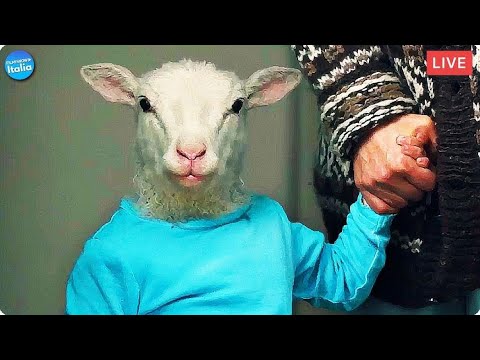 LAMB e le uscite più importanti | Vladimar Jóhannsson il regista di Lamb – Ospite speciale