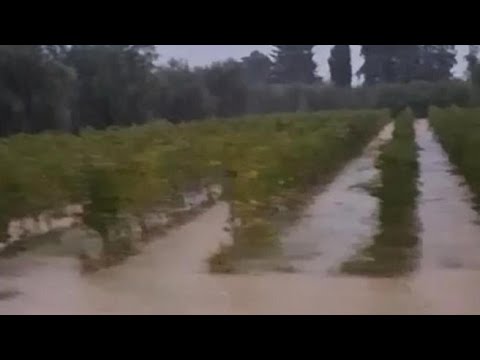 Nubifragio a Bolgheri, le vigne sott’acqua: allarme per il Cabernet