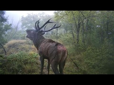 L’impressionante bramito del cervo (e come ascoltarlo in Casentino)