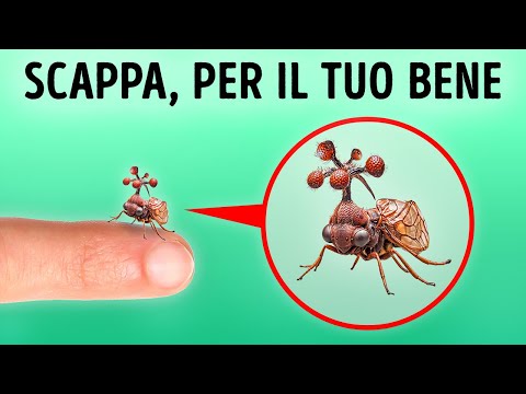 Momenti Spia: Scappa Prima Che Sia Troppo Tardi