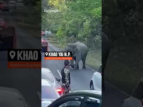 Attacco di un elefante al Khao Yai National Park in Thailandia